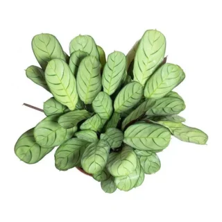 Calatheas & Marantas