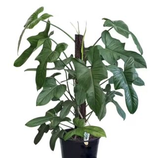 PHILODENDRON HORSE HEAD