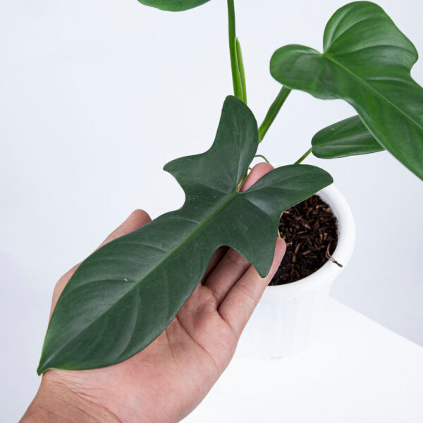 PHILODENDRON HORSE HEAD | BIPENNIFOLIUM PLANT - Image 2