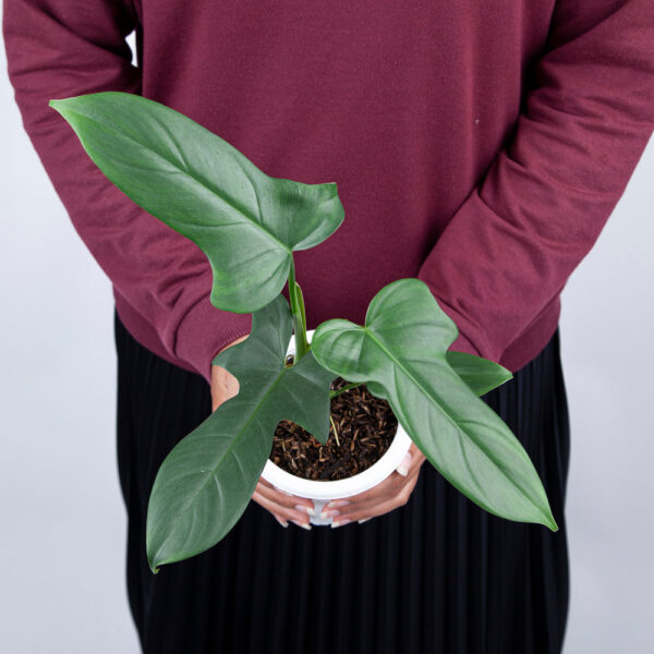 PHILODENDRON HORSE HEAD | BIPENNIFOLIUM PLANT - Image 3