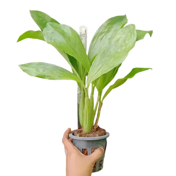 Coelogyne Rochussenii Fragrance (Necklace orchids)