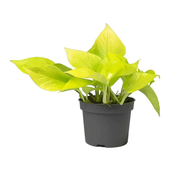 Epipremnum Aureum / Pothos Neon - Image 2