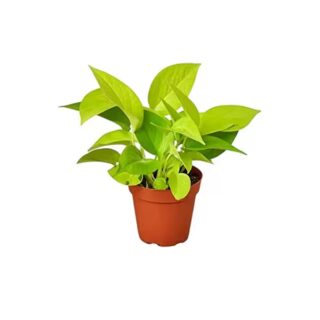 pothos neon
