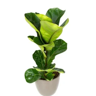 Fiddle leaf fig
