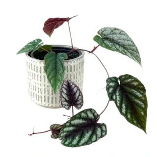 Begonia