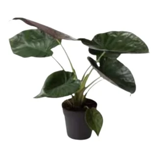 Alocasia & Colocasia
