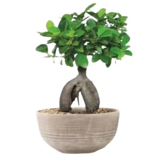 BONSAI