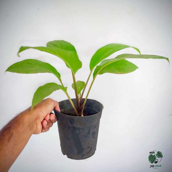 Buy BLACK BAT FLOWER (Tacca Chantrieri) - Rare Plant - Image 2