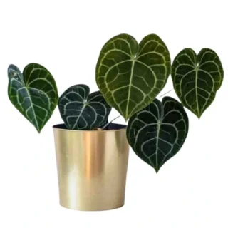 Anthurium
