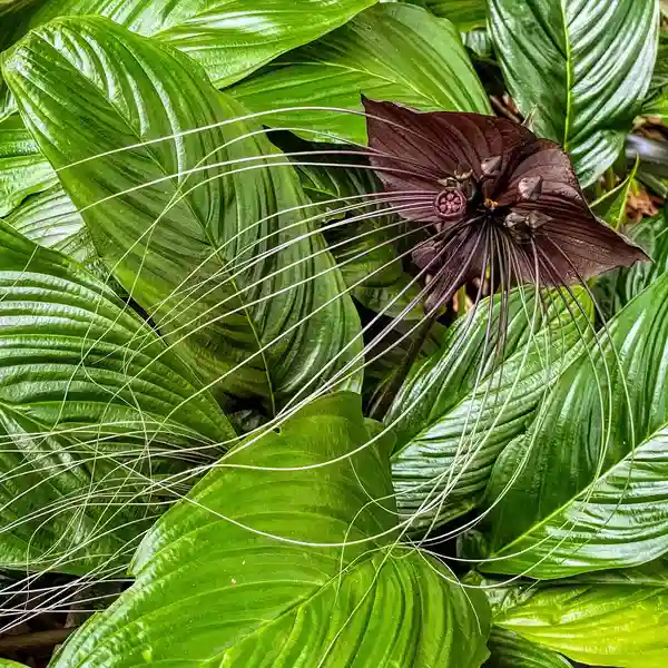 black-bat-flower