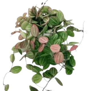 Dischidia