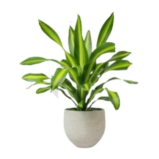 Dracenia