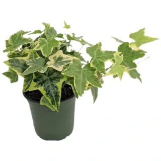 English Ivy