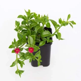 Baby Sunrose