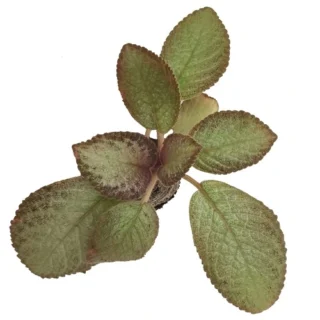 Episia (Cream leaf with red flower)