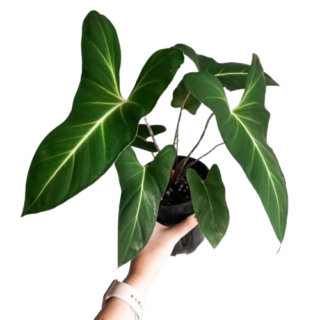 Other plants