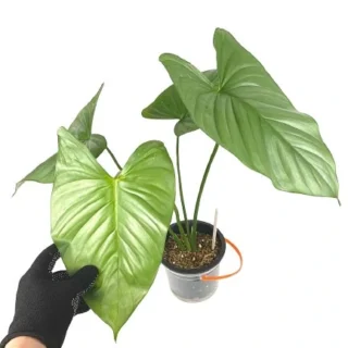 Homalomena