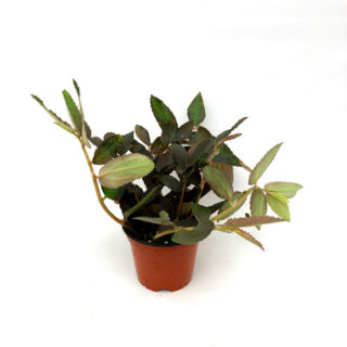Pelliona Repens