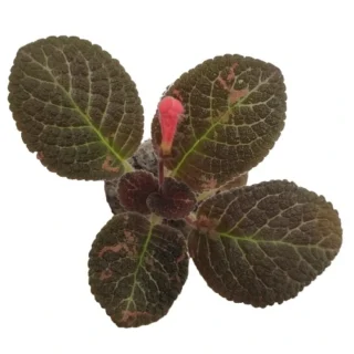 Episia (Brown leaf red flower)