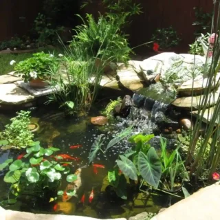 WATER PLANTS