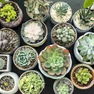 SUCCULENTS