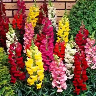 FLOWERING PLANTS
