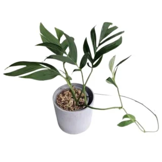 Monstera