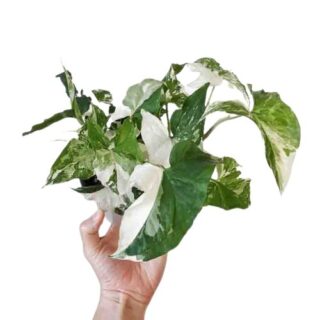 Syngonium