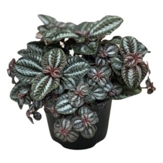 Pilea