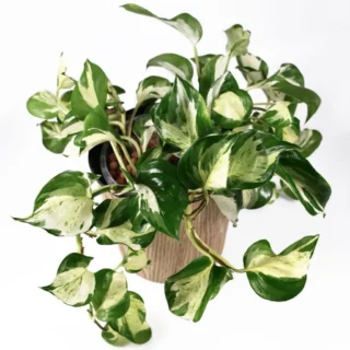 Pothos & Scindapsus