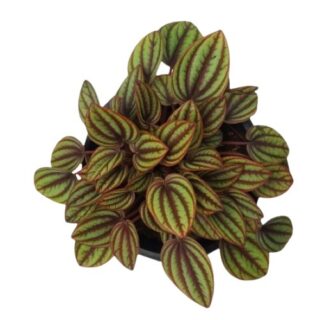 Pepperomia