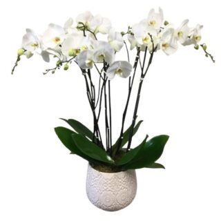 Orchids