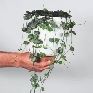 STRINGS SUCCULENTS