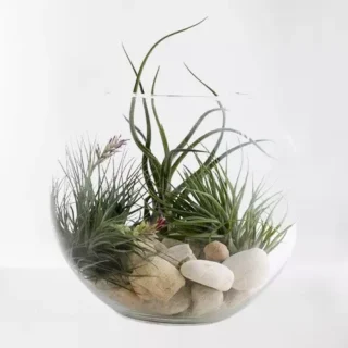 AIR PLANTS