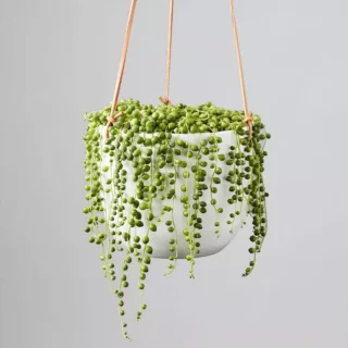 HANGING PLANTS
