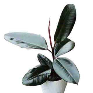 Rubber plants