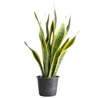 Snake plants