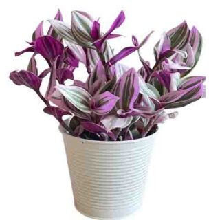 Tradescantia Varietys