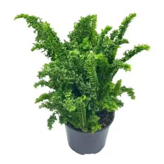 Curly Boston Fern