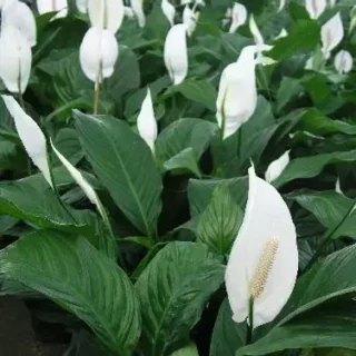 Peace Lily