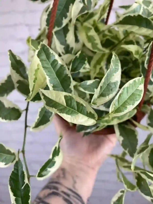 Ficus Radicans Variegata, Ficus Sagittata Variegated - Image 2