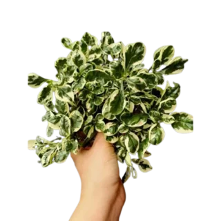 Altheranthera