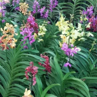 Mokara Orchid (Matured Plant)