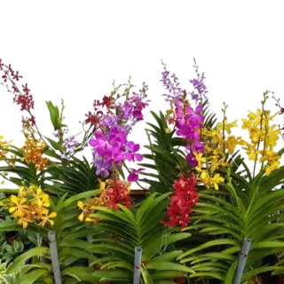 Mokara Orchids
