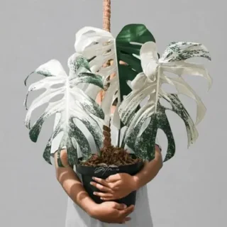 RARE PLANTS