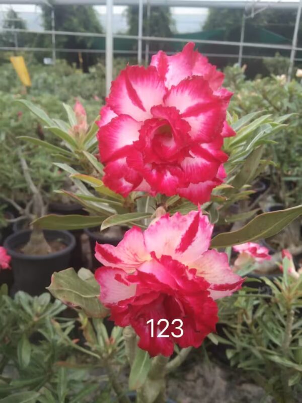 Adenium plant 123