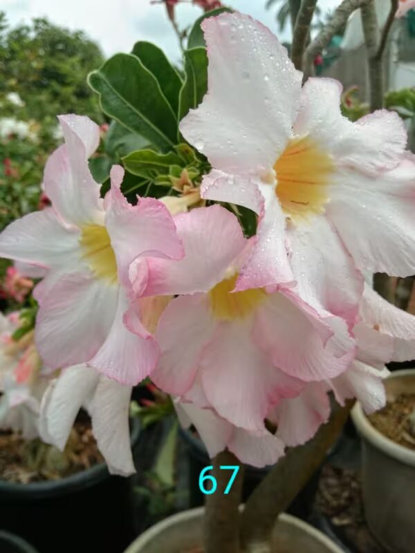 adenium plant 67