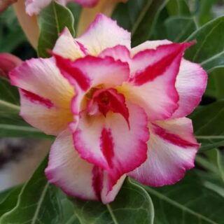 Adenium Plant 113
