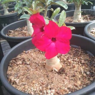Adenium plant 177