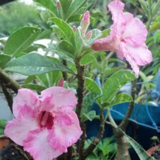Adenium plant 41